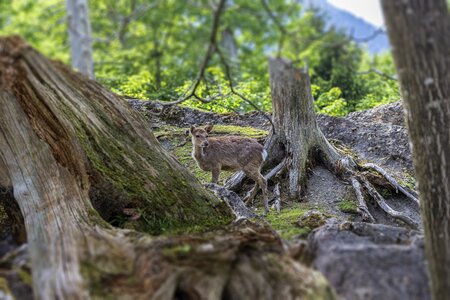 Forest wild animals