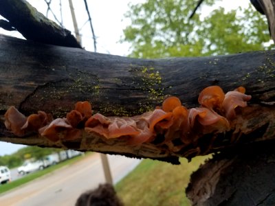 Wood ear (Auricularia auricula-judae)