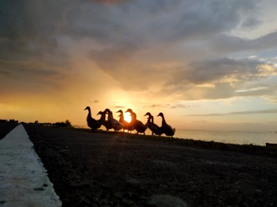 Ducks-2