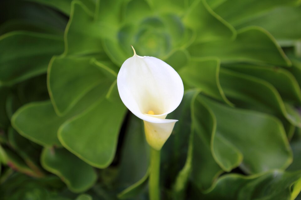Garden nature green