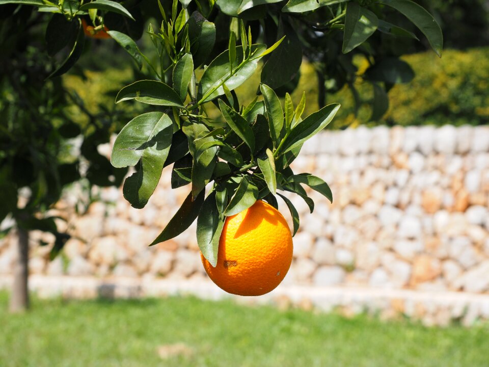 Citrus fruit tree evergreen
