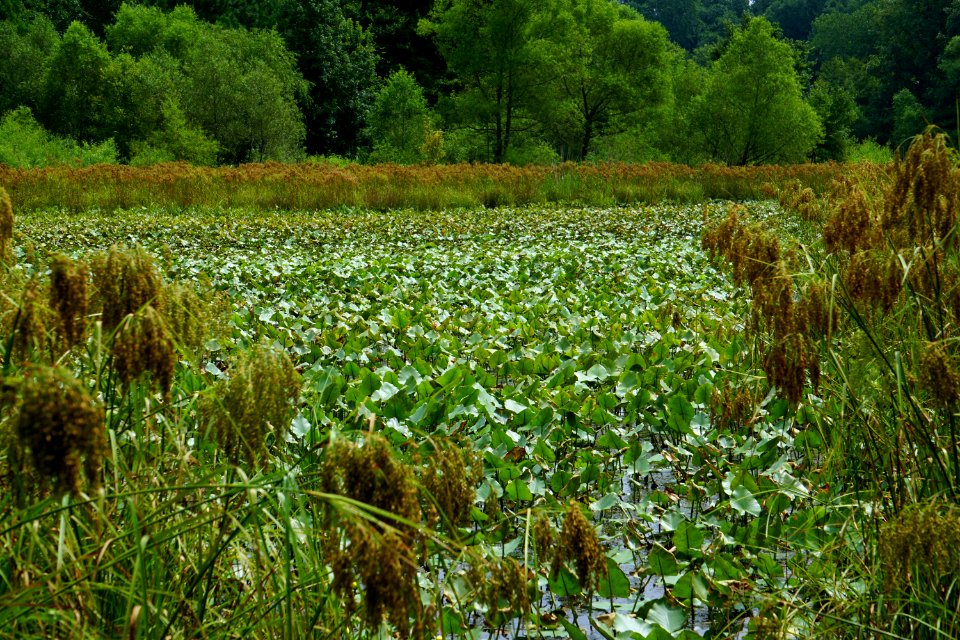 scene Beaver Ponds PeeDee NWR ncwetlands KG (13)
