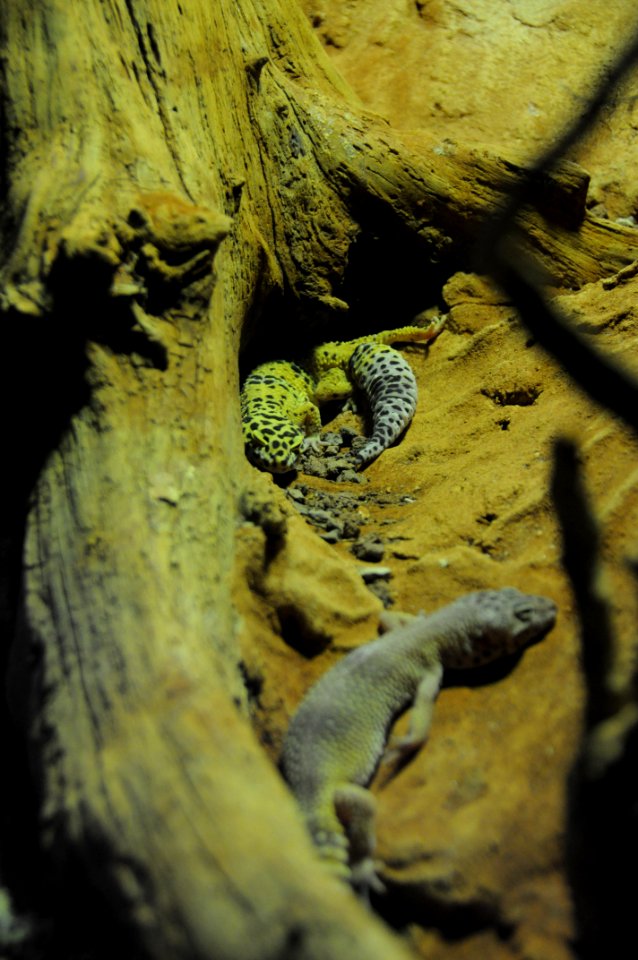 Geckos