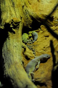 Geckos