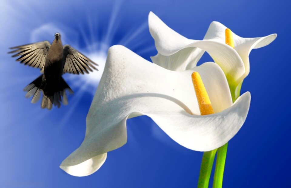 Plant flower flowers