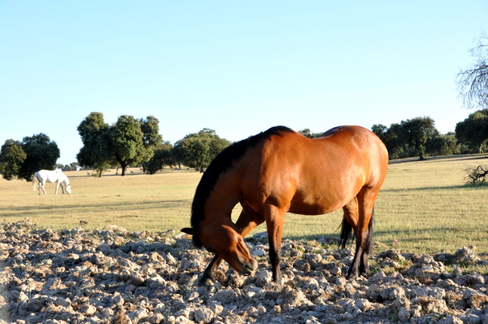 Retrato de caballos