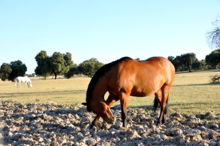 Retrato de caballos photo