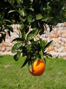 Citrus fruit tree evergreen