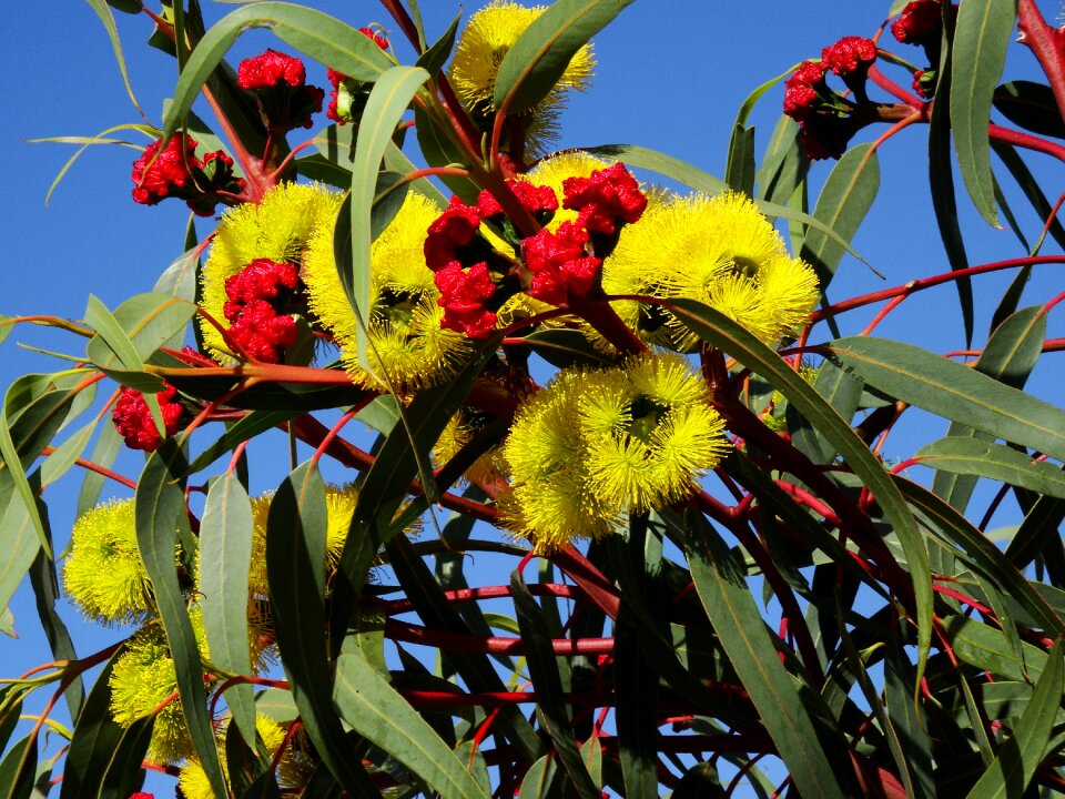 Eucalyptus flower australian blossom colorful flowers