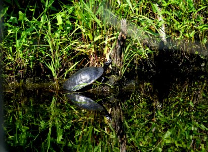 reptile cooter turtle Alligator River NWR ncwetlands KG photo