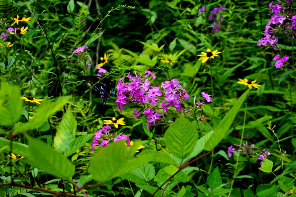 butterfly on phlox Walton Trail spruce bog ncwetlands KG (2)