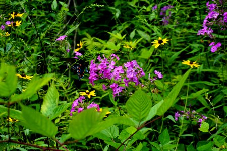 butterfly on phlox Walton Trail spruce bog ncwetlands KG (2) photo