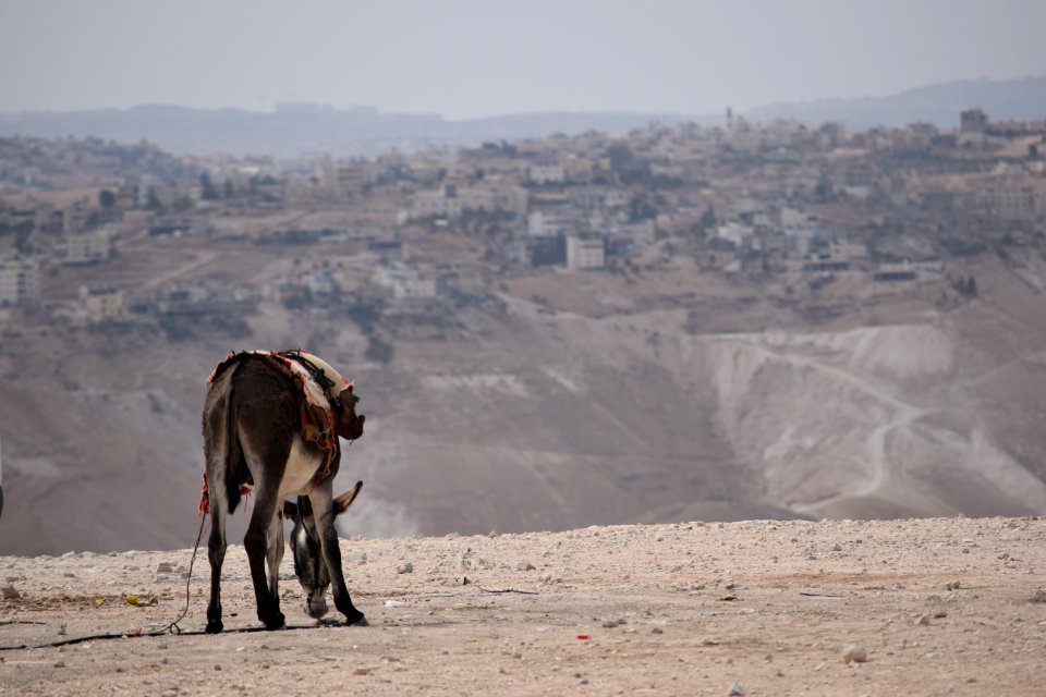 Donkey in the desert