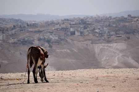 Donkey in the desert photo