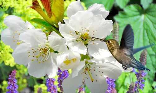 Flower garden flowers