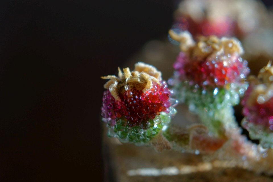 fruit