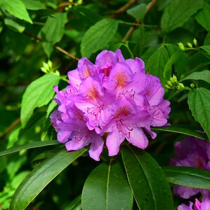 Bright garden double flower