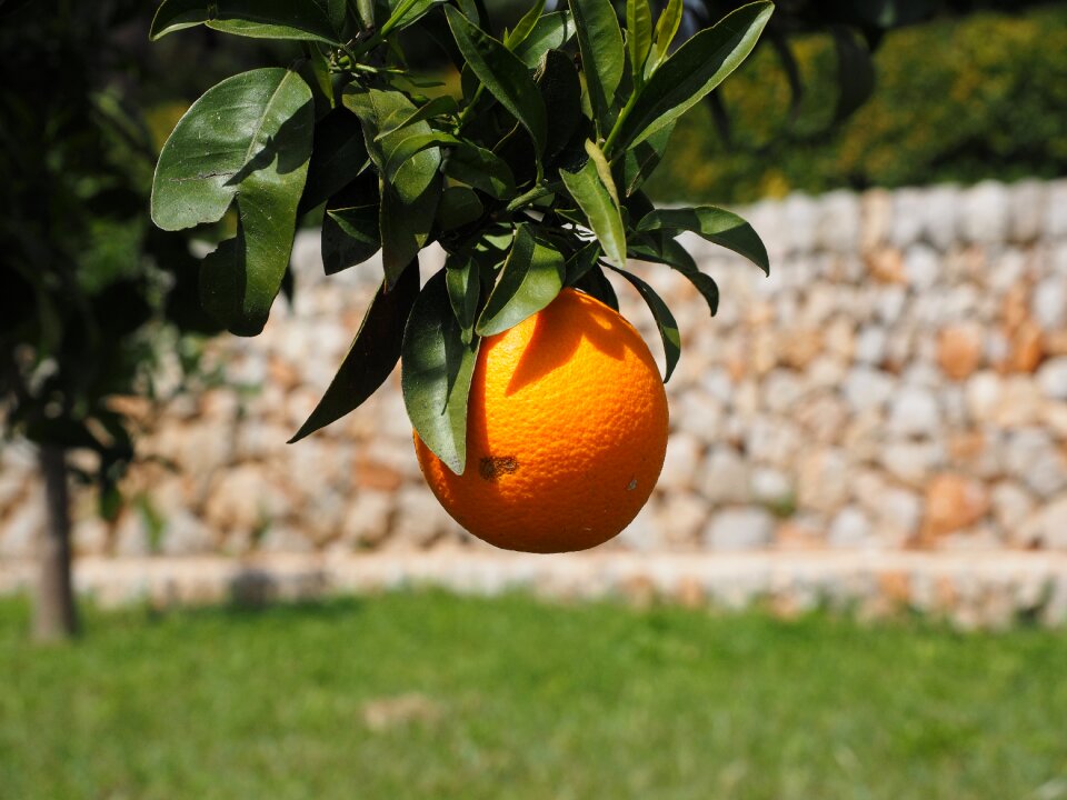 Citrus fruit tree evergreen