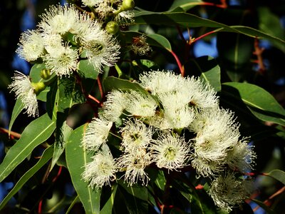 Eucalyptus flower australian eucalyptus flowering eucalyptus branches