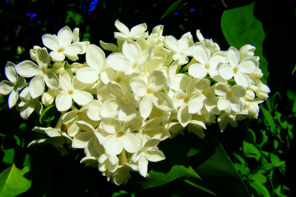 Nature a garden plant plant