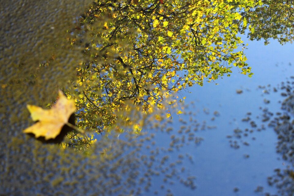 Surface environment autumn