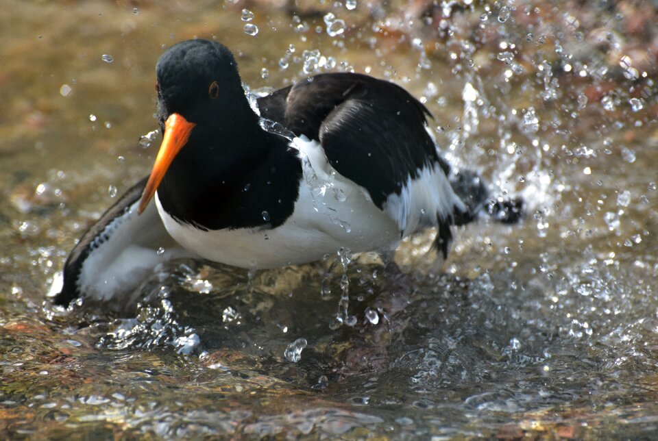 Black and white bill red beak