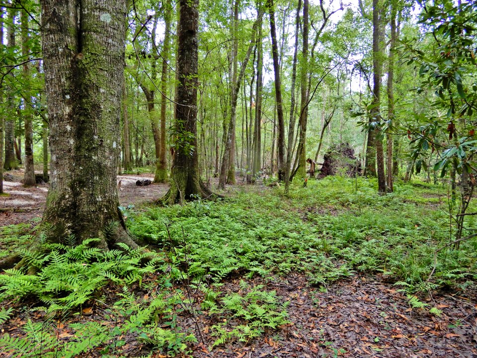 scene bottomland hardwood wetland near campground Lumber River SP Princess Anne ncwetlands KG (12)