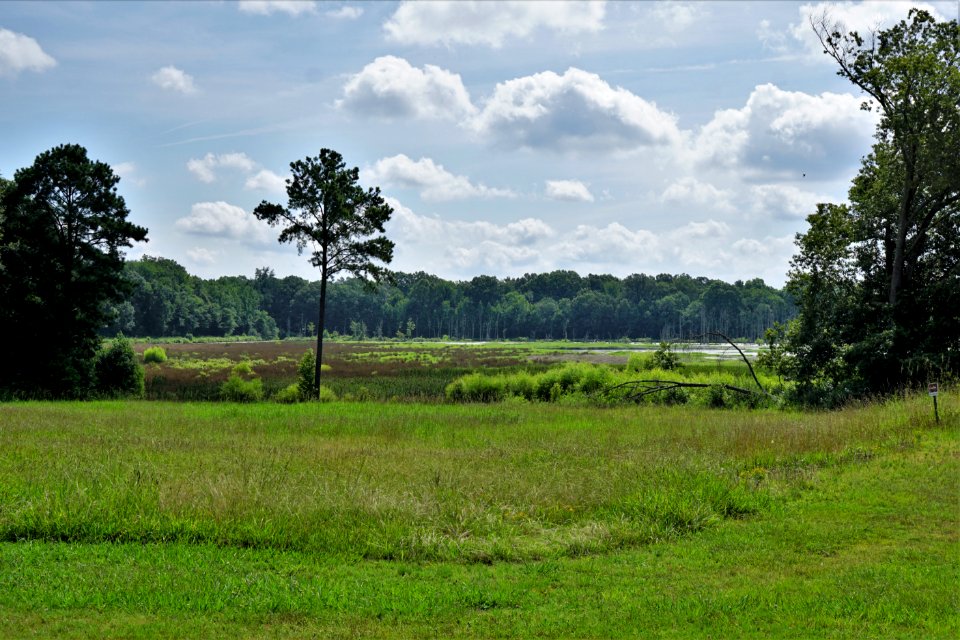scene near visitor center pee dee nwr KG (2)