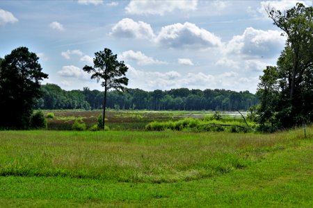 scene near visitor center pee dee nwr KG (2)