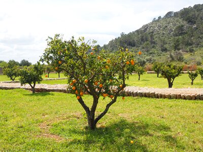 Orange breeds tree small