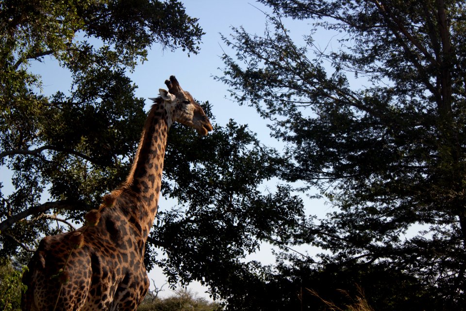 Kruger Park - Giraffe