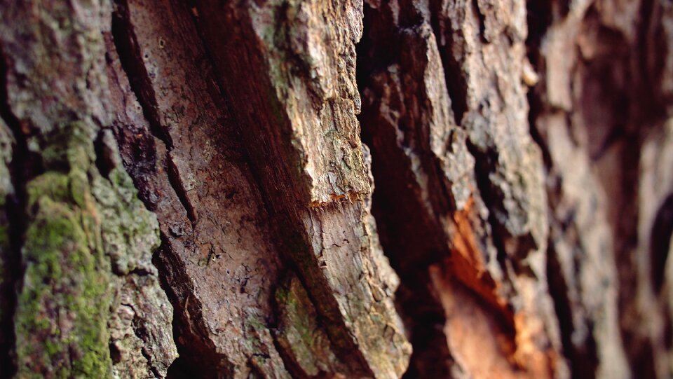 Forest rough nature photo