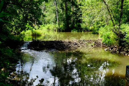 scene beaver dam Jordan upper little creek KG (4)