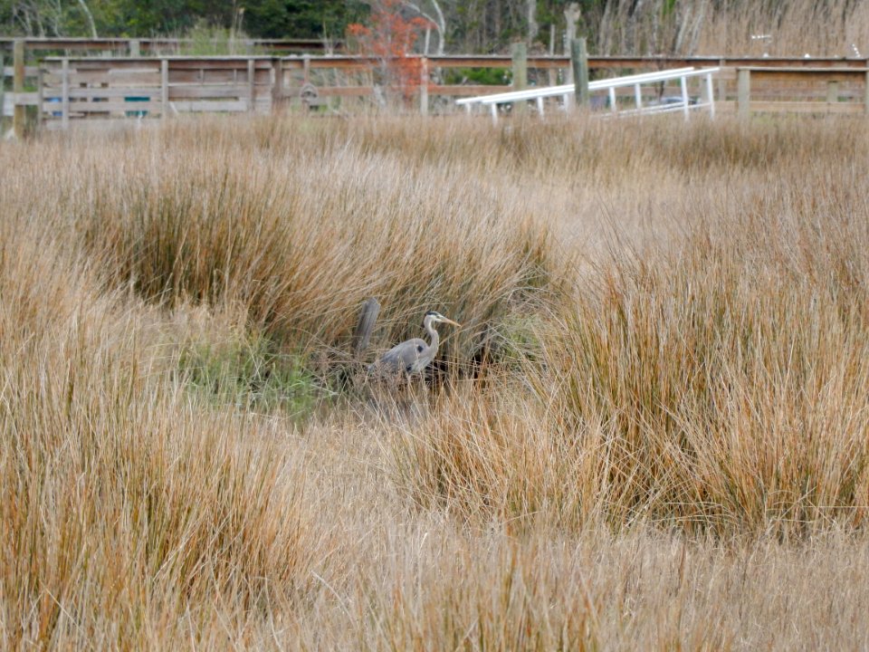 scene oak island 9th st scenic walkway ncwetlands KG (2)