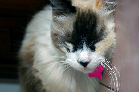 Pets cats animals