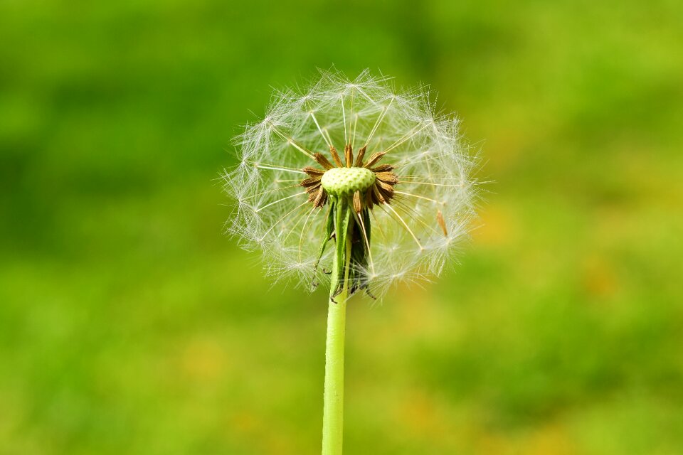 Summer seeds pointed flower