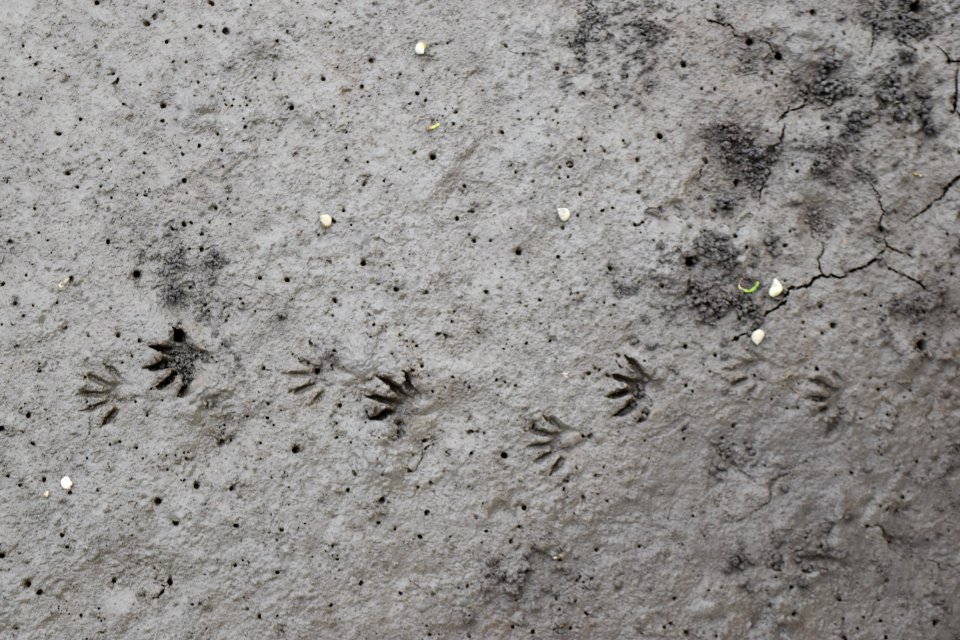 mammal raccoon tracks Oak Island SE 9th St ncwetlands AM (20)