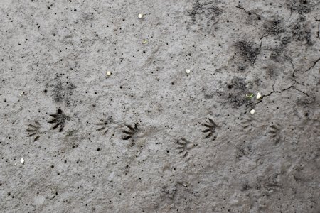 mammal raccoon tracks Oak Island SE 9th St ncwetlands AM (20)