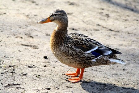 Wild ducks water bird animal photo