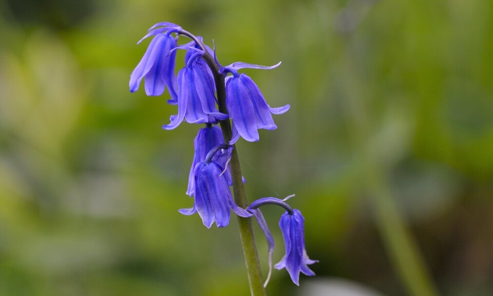 Flowers flower siberian blaustern