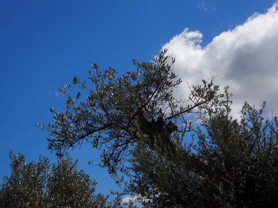 Olive grove plant branch