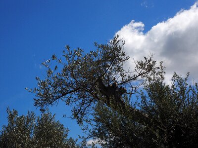 Olive grove plant branch