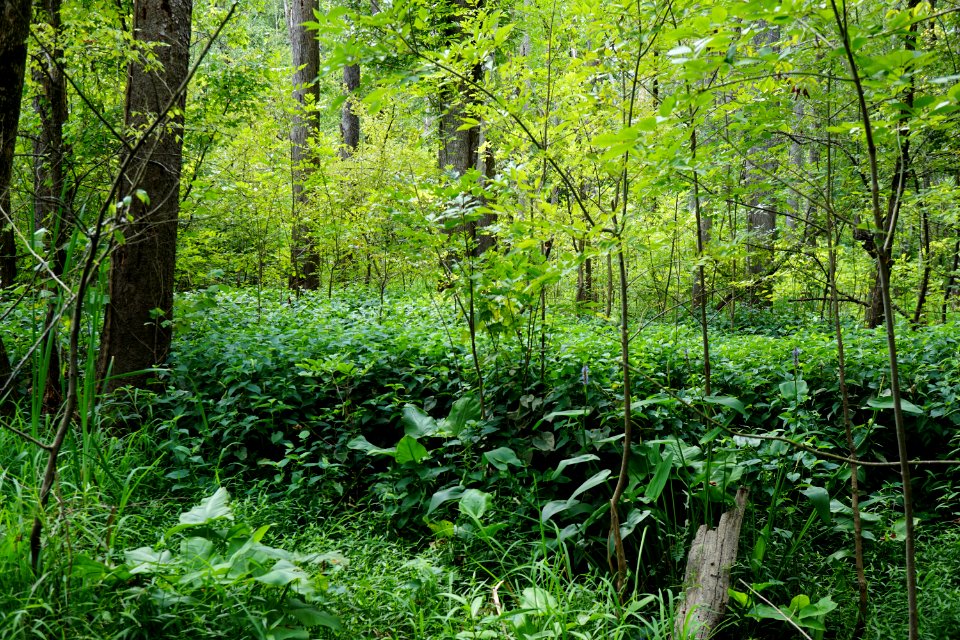 scene Eagle Spur trail KG (17)
