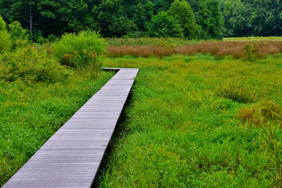 scene Sullivan impndmnt PeeDee NWR ncwetlands KG (14)