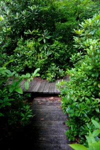 scene Walton Trail spruce bog ncwetlands KG (1) photo