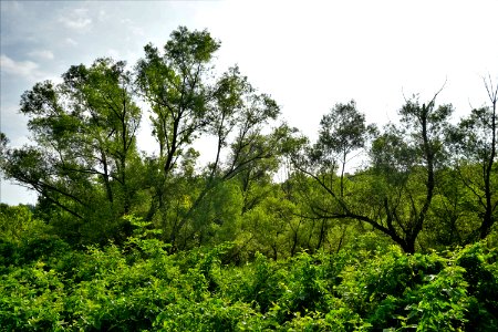 scene Old Airport Trail greenway ncwetlands KG (7) photo