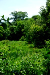 Walnut Creek Greenway ncwetlands KG (14)