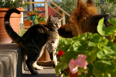 Curious play friends