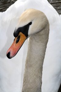 Lake bird water bird