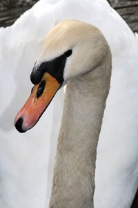 Lake bird water bird photo